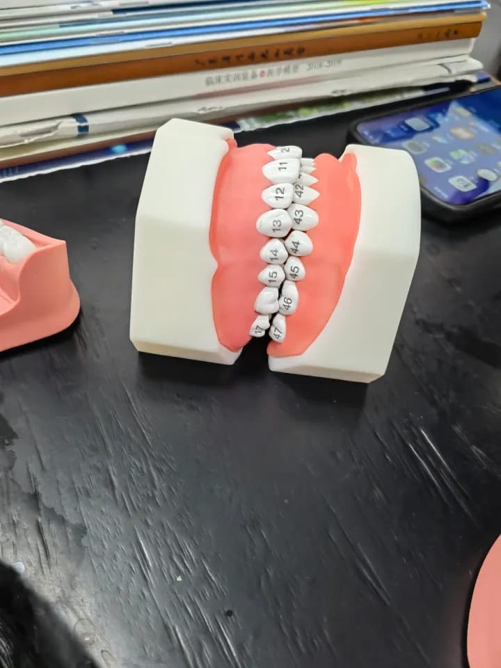 齿科模型，工程实拍